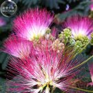 100 Albizia Julibrissin Mimosa  Persian Pink SEEDS