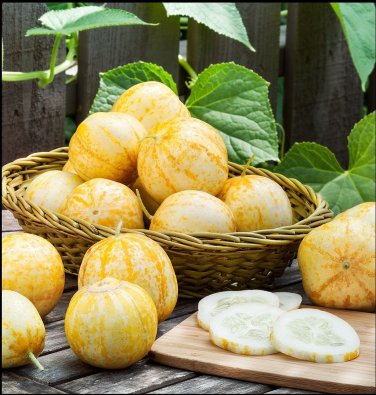 Lemon Cucumber 100 unique canning rare pickling OP SEEDS