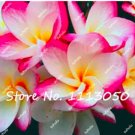 200 Plumeria ( Frangipani Hawaiian Lei Flower )  SEEDS