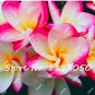 200 Plumeria ( Frangipani Hawaiian Lei Flower )  SEEDS