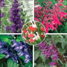 mix 5 Typed of Salvia with Tubular Flowers 20  SEEDS