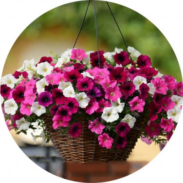 Imported Beautiful Hanging  Petunia 200 T2 SEEDS