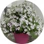 Imported Beautiful Hanging  Petunia 200 T4 SEEDS