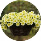 Imported Beautiful Hanging  Petunia 200 T5 SEEDS