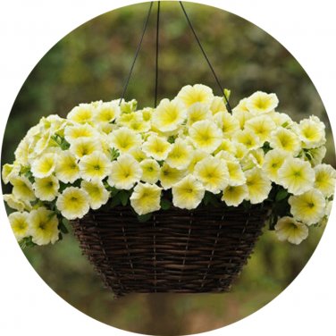Imported Beautiful Hanging  Petunia 200 T5 SEEDS