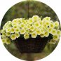 Imported Beautiful Hanging  Petunia 200 T5 SEEDS