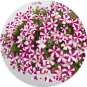Imported Beautiful Hanging  Petunia 200 T7 SEEDS