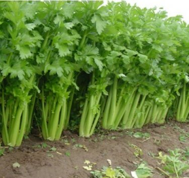 Tall Utah 52-70 CELERY 2000 Improved Cold Hardy! SEEDS