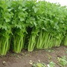 Tall Utah 52-70 CELERY 4000 Improved Cold Hardy! SEEDS