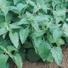 Catnip cat party supplies 1000 Bulk herb SEEDS