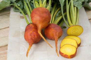 Burpee's Golden Beets 100 treated 55 days Bulk SEEDS