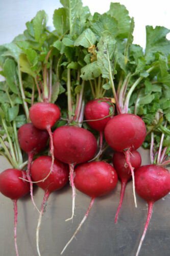 Crimson Giant Radish 200 Crispy Huge Wholesale SEEDS