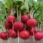 Crimson Giant Radish 200 Crispy Huge Wholesale SEEDS