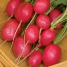 Crimson Giant Radish 500 Crispy Huge Wholesale SEEDS