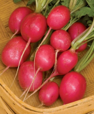Crimson Giant Radish 500 Crispy Huge Wholesale SEEDS
