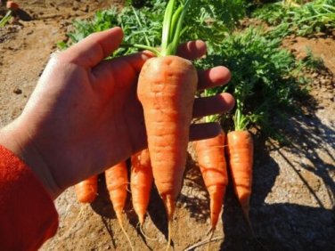 Chantenay Red core Carrot 600 lots Gold-orange SEEDS
