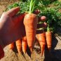 Chantenay Red core Carrot 600 lots Gold-orange SEEDS