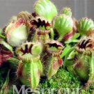 New Potted blue Cephalotus follicularis 100+  SEEDS