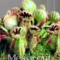 New Potted blue Cephalotus follicularis 100+  SEEDS