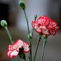 200 Dianthus Caryophyllus Carnation Flower T2 SEEDS