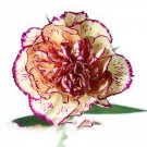 200 Dianthus Caryophyllus Carnation Flower T3 SEEDS
