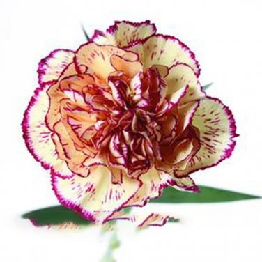 200 Dianthus Caryophyllus Carnation Flower T3 SEEDS