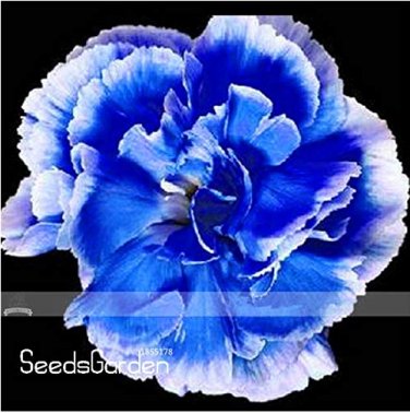 200 Dianthus Caryophyllus Carnation Flower T5 SEEDS