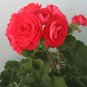 PAC Red Viva Rosita Zonal Geranium Flower 10  SEEDS