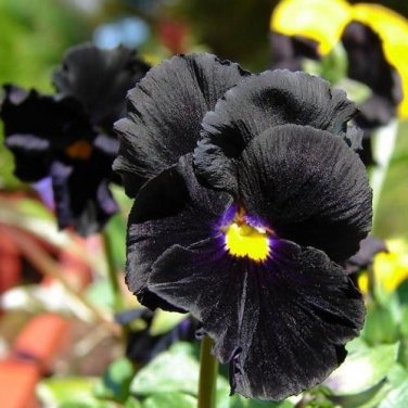 Viola Pansy Clear Chrystals Black 50  SEEDS
