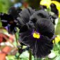 Viola Pansy Clear Chrystals Black 50  SEEDS