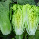 Paris Island Cos Romaine Lettuce 1000 crispy SEEDS