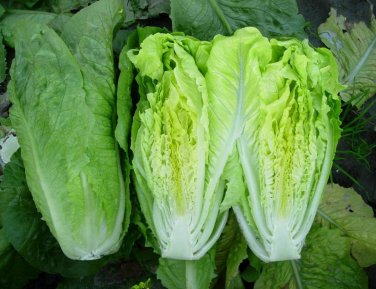 Paris Island Cos Romaine Lettuce 1000 crispy SEEDS