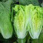 Paris Island Cos Romaine Lettuce 1000 crispy SEEDS