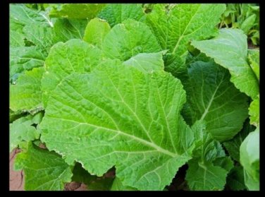 Florida Broadleaf Mustard 900 Southern India SEEDS