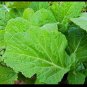Florida Broadleaf Mustard 900 Southern India SEEDS