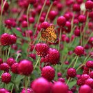 30 Qis Red Gomphrena Globe Amaranth Flowers SEEDS