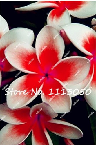 200 Plumeria Rare Exotic Flower Egg Flower  SEEDS
