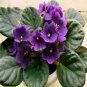 200 african violet Violet  SEEDS