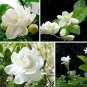 20 jasmine indoor flower  SEEDS