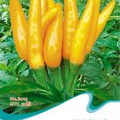 Hot Chilli Sweet Pepper B015 SEEDS