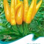 Hot Chilli Sweet Pepper B015 SEEDS
