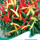 Hot Chilli Sweet Pepper B077 SEEDS