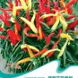 Hot Chilli Sweet Pepper B077 SEEDS