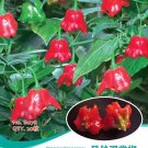 Hot Chilli Sweet Pepper B078 SEEDS