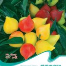 Hot Chilli Sweet Pepper B079 SEEDS