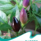 Hot Chilli Sweet Pepper B100 SEEDS