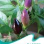 Hot Chilli Sweet Pepper B100 SEEDS
