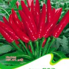 Hot Chilli Sweet Pepper C025 SEEDS