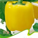 Hot Chilli Sweet Pepper C061 SEEDS
