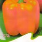 Hot Chilli Sweet Pepper C063 SEEDS